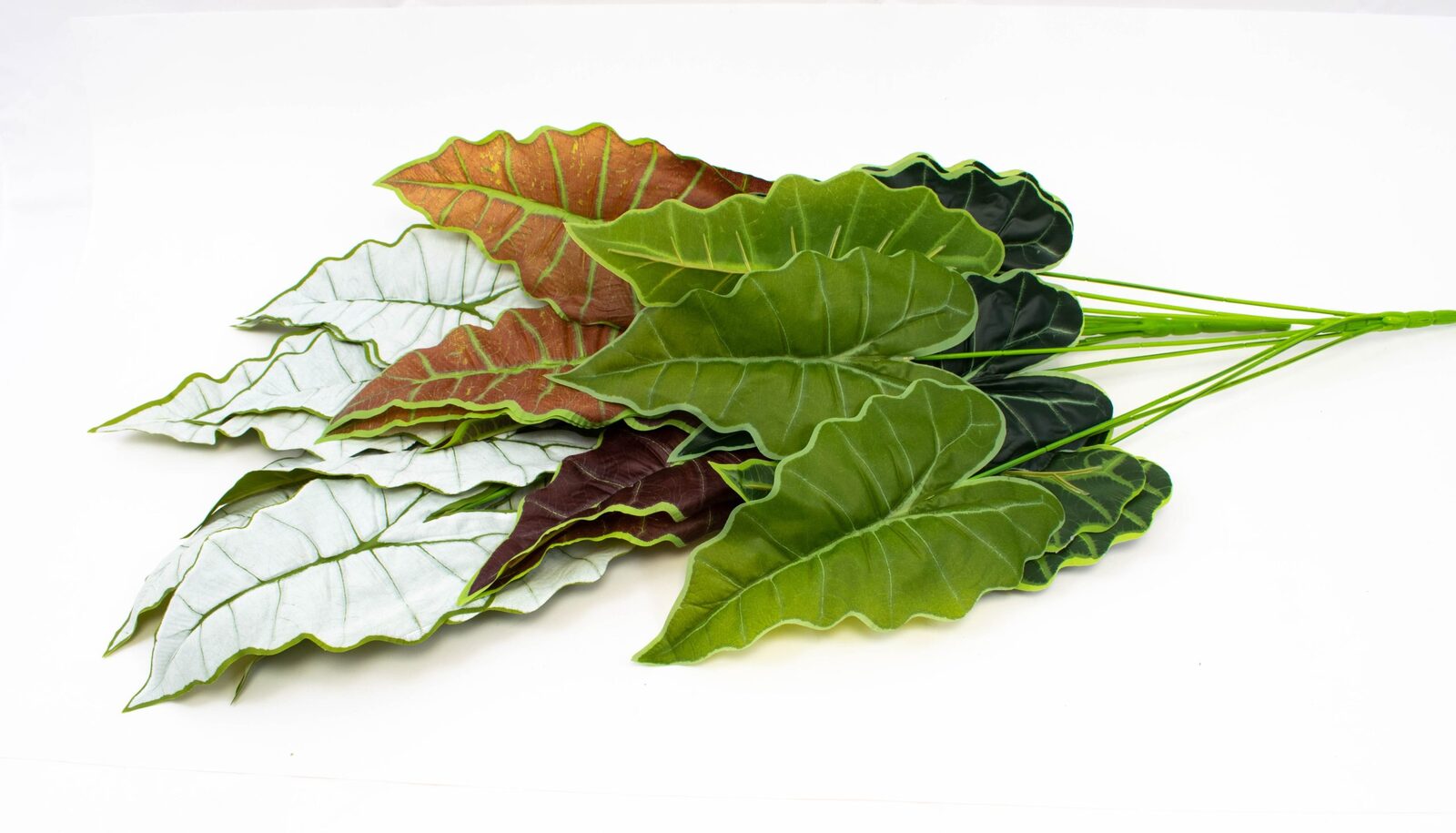 buchet-frunze-alocasia