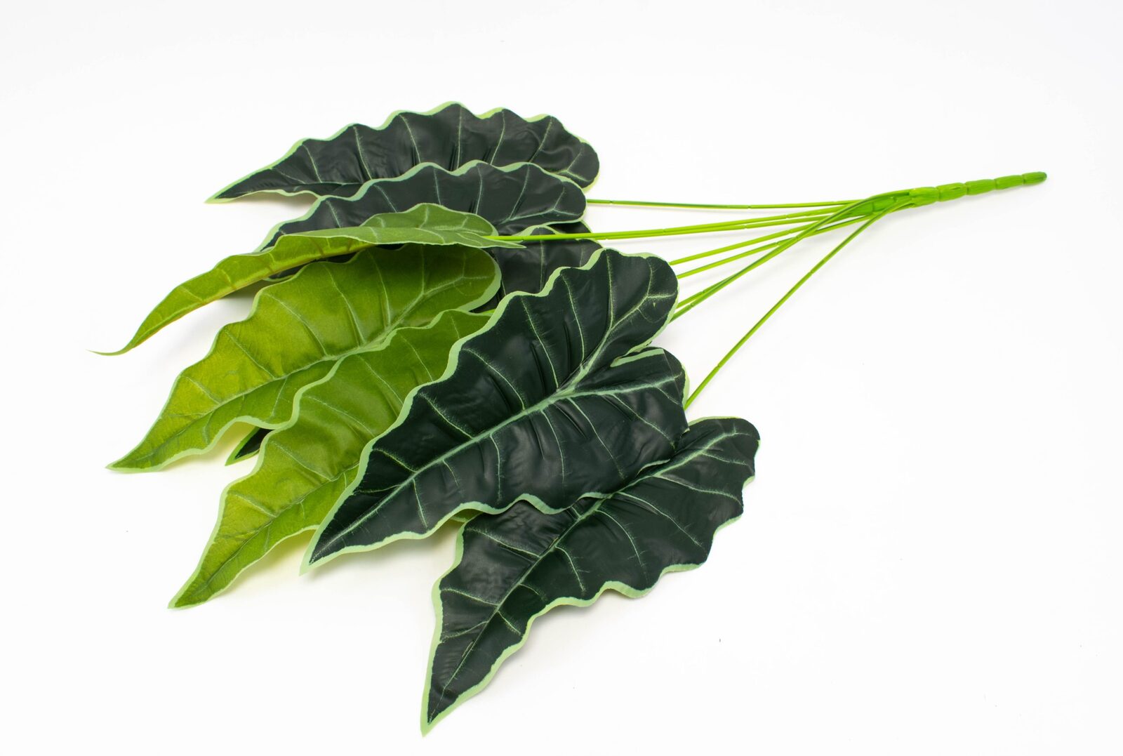 buchet-frunze-alocasia