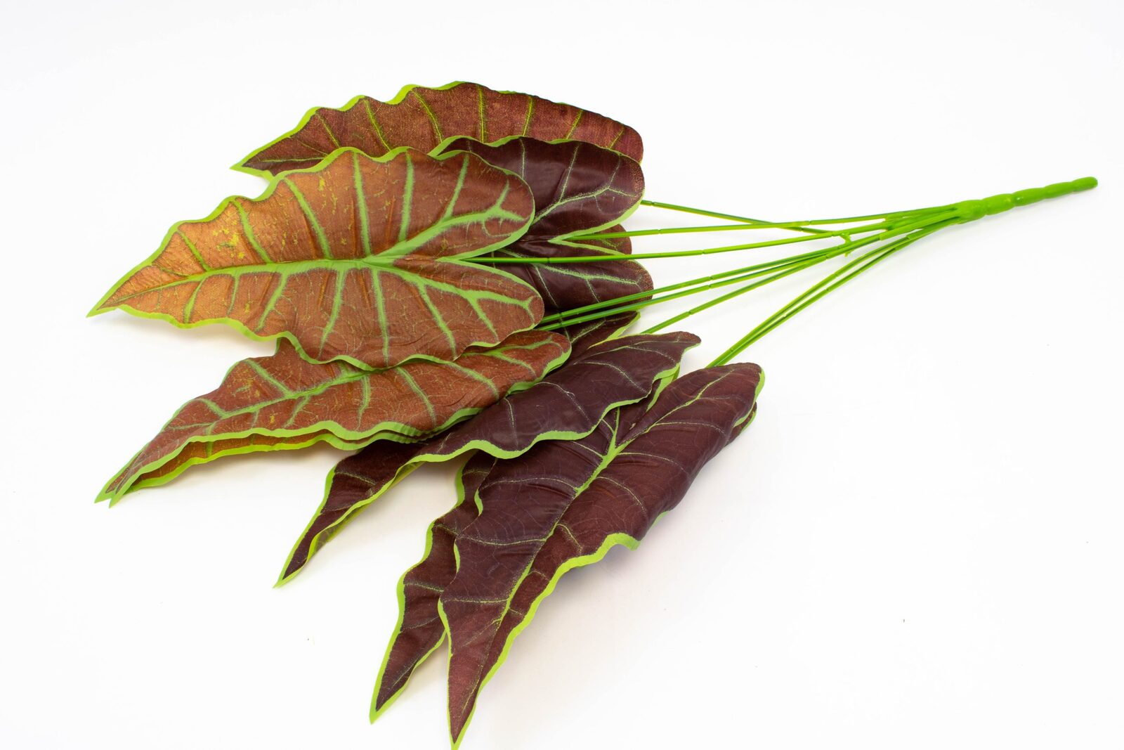 buchet-frunze-alocasia