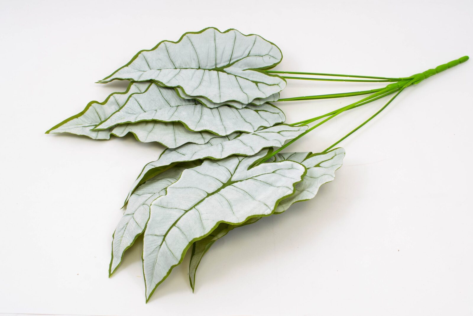 buchet-frunze-alocasia
