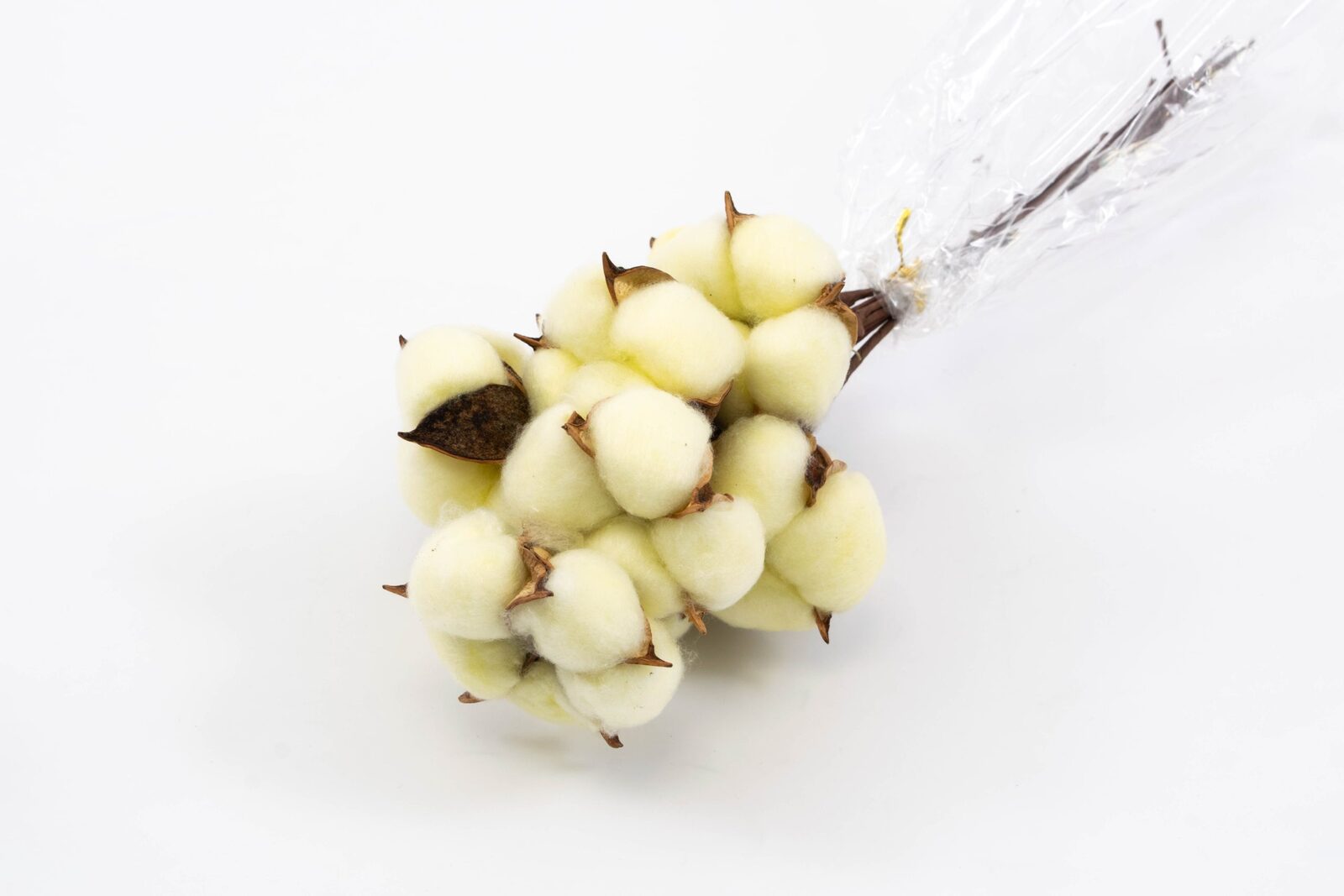 flori-bumbac-10set-galben-pai-sarma-lunga