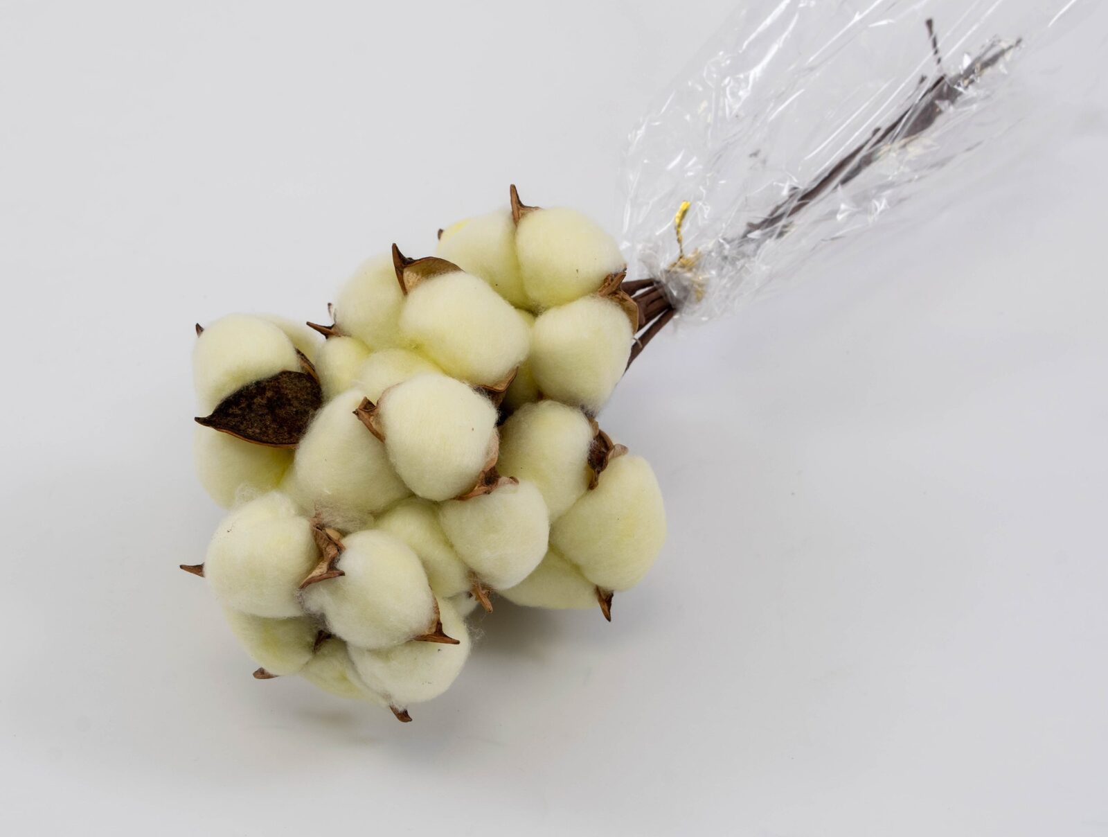 flori-bumbac-10set-galben-pai-sarma-lunga