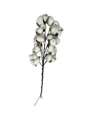 Photoroom_20250612_161748 2