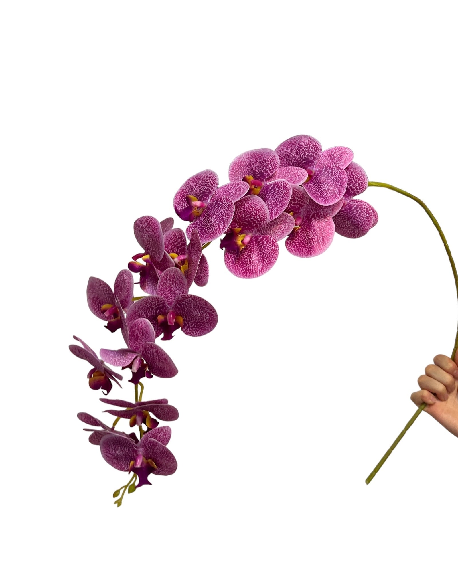 Photoroom_20240823_133206