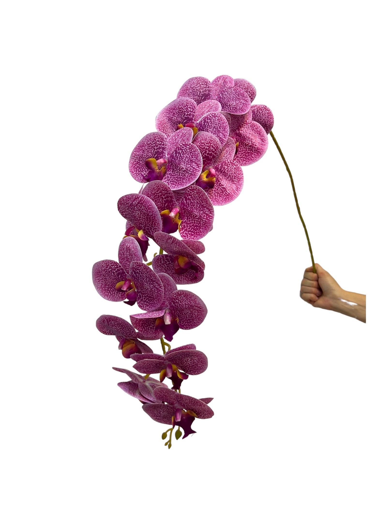 Photoroom_20240823_133639