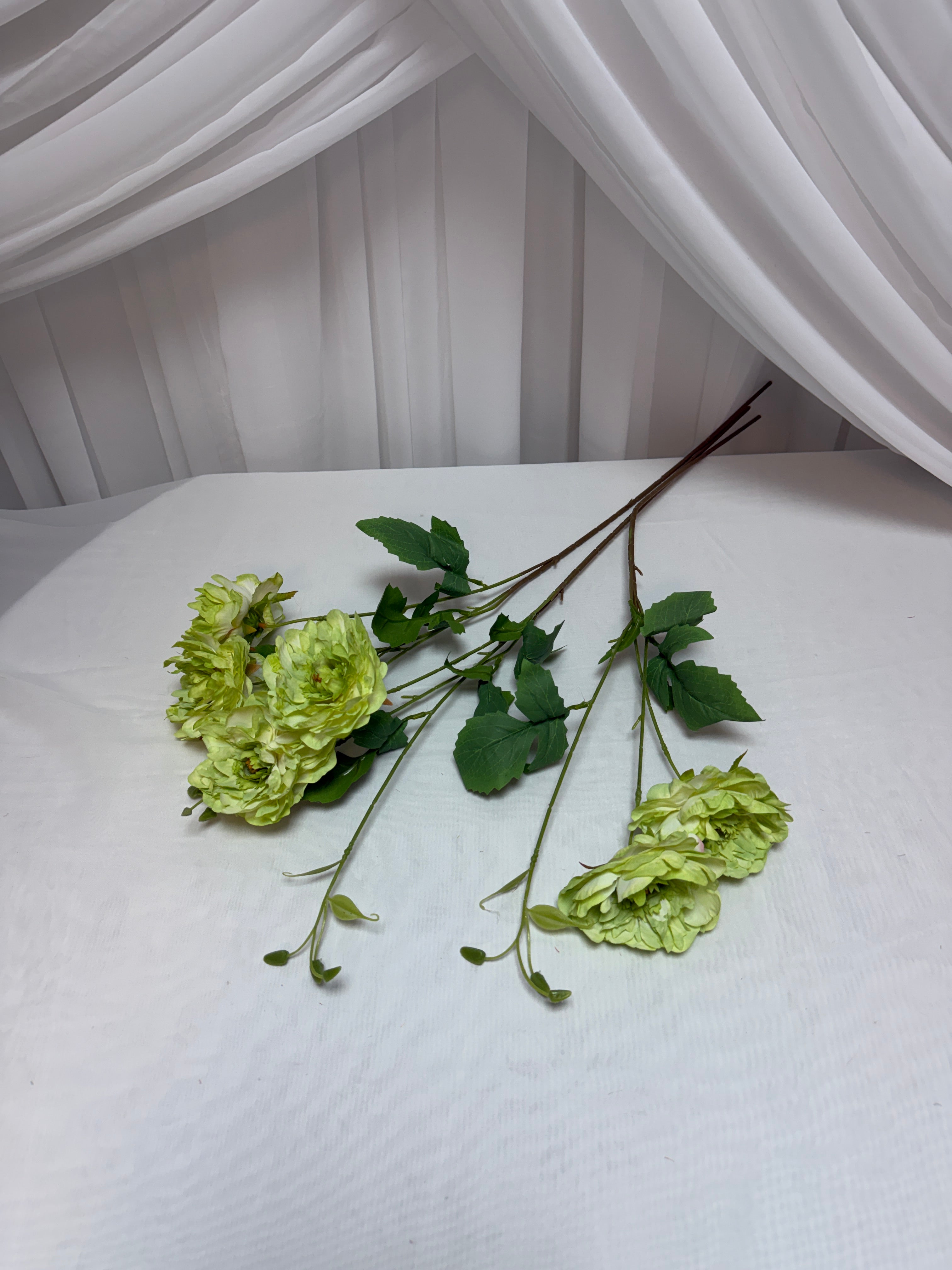 Bujori Fir 2 Flori si Bobocei