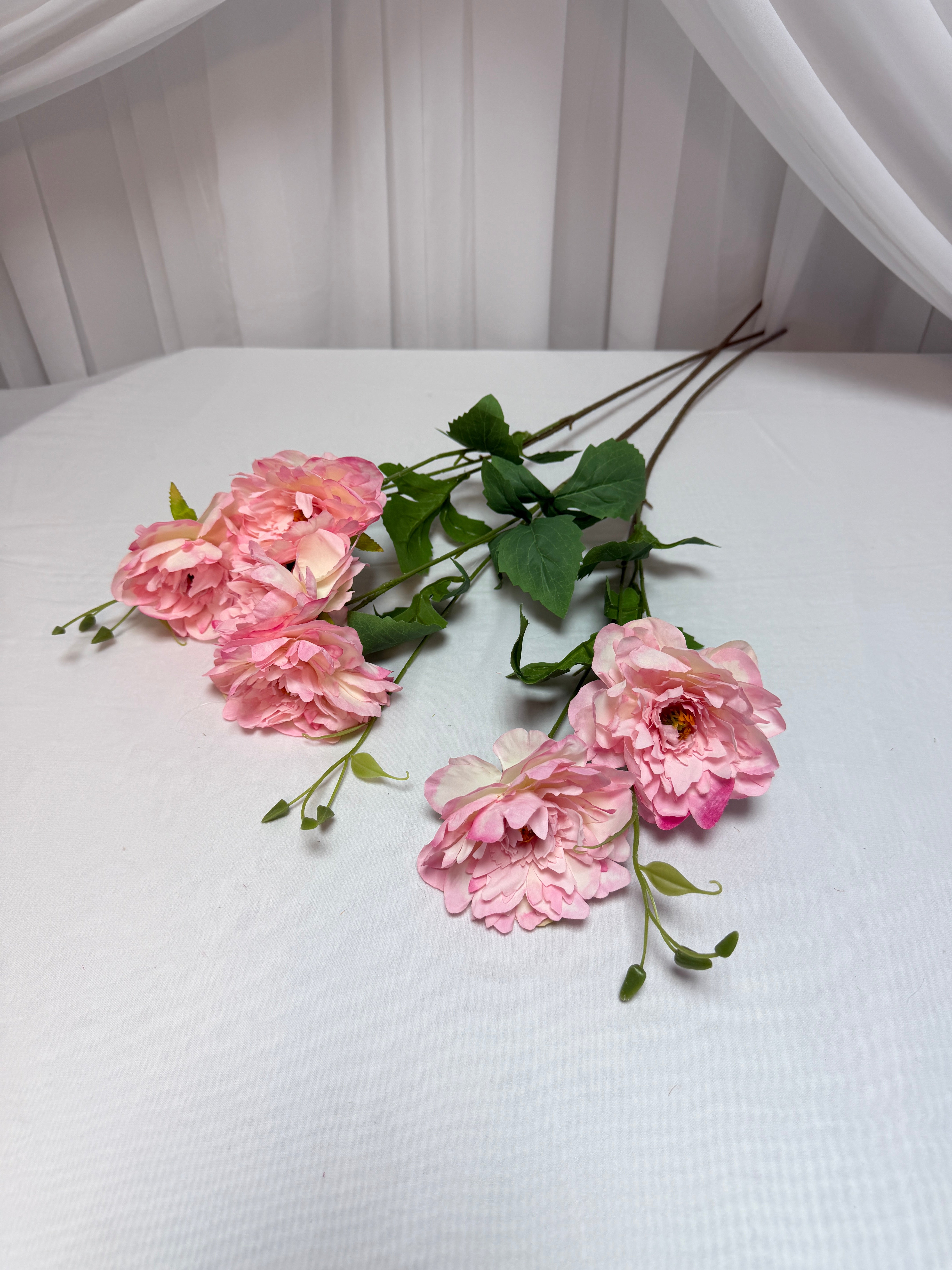 Bujori Fir 2 Flori si Bobocei