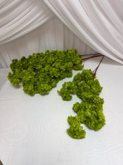 Crengi Flori De Cires Verde
