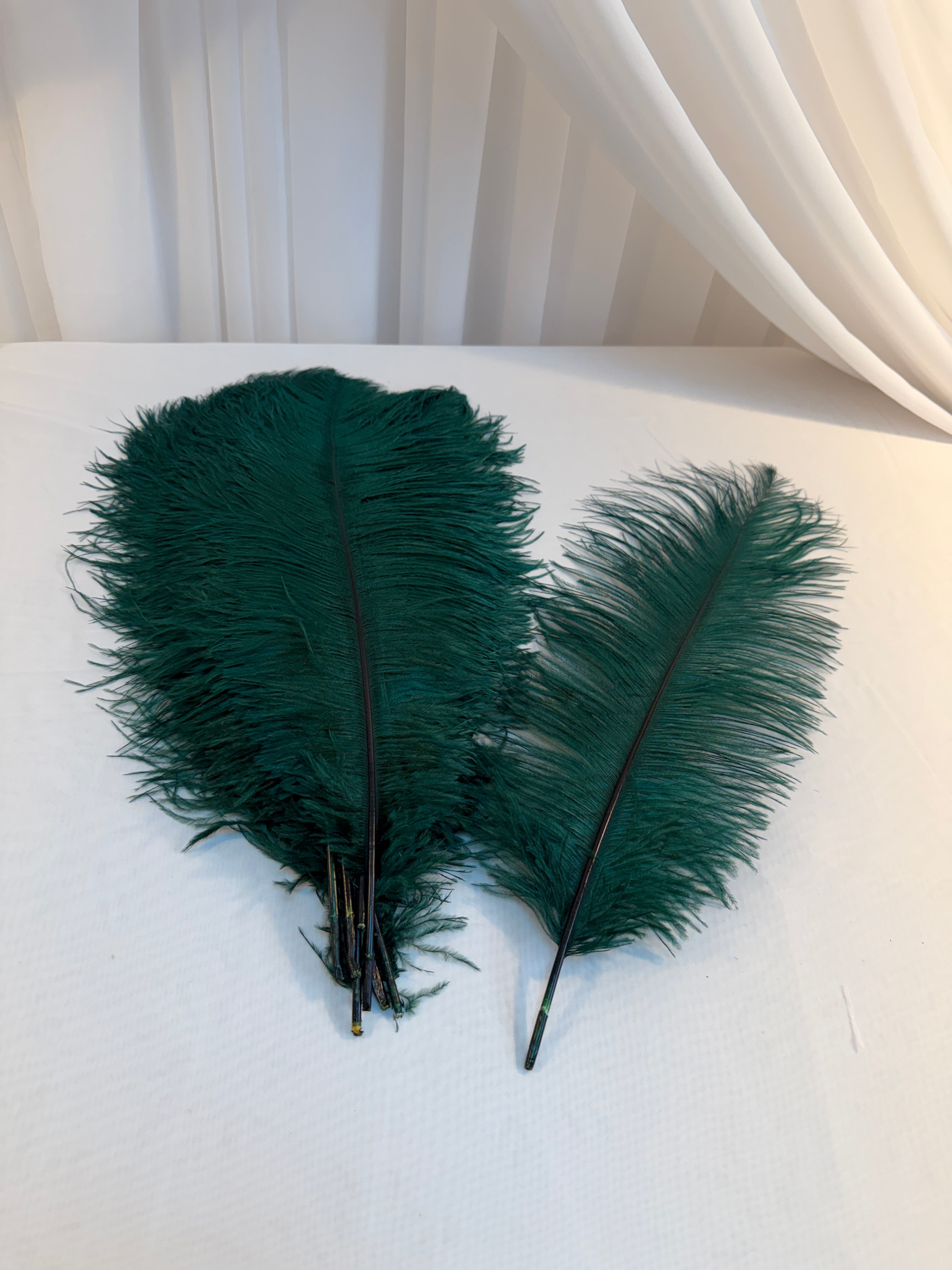 Pene De Strut  50-55cm 10/set