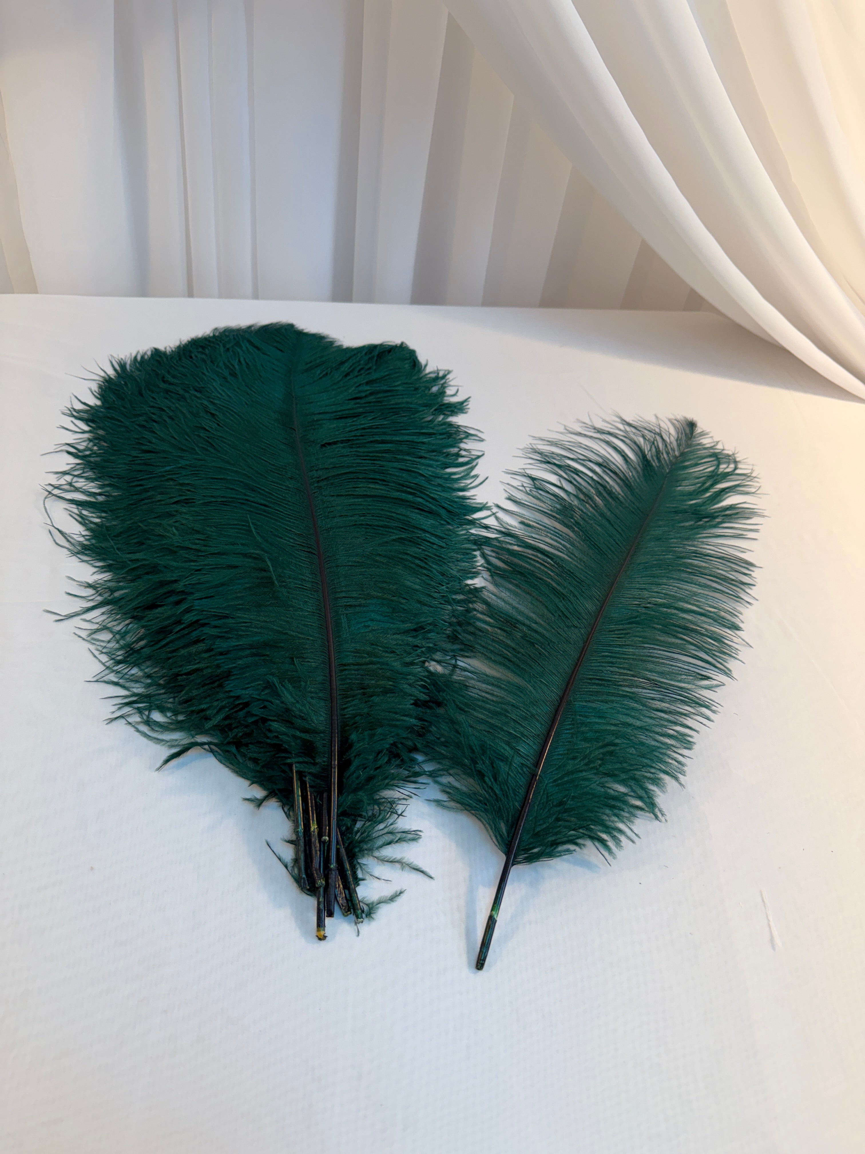 Pene De Strut  50-55cm 10/set