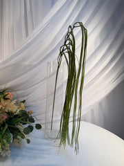 Iarba Curgatoare Decorativa