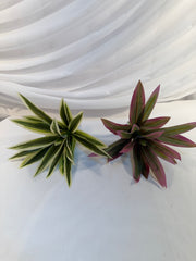Buchet Frunze De Dracena