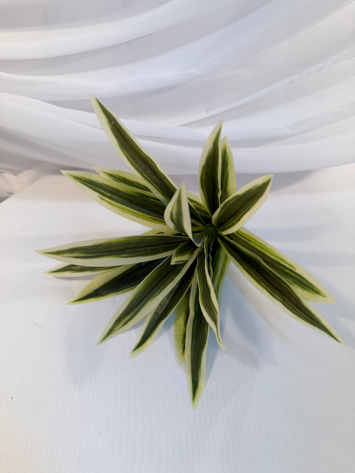 Buchet Frunze De Dracena
