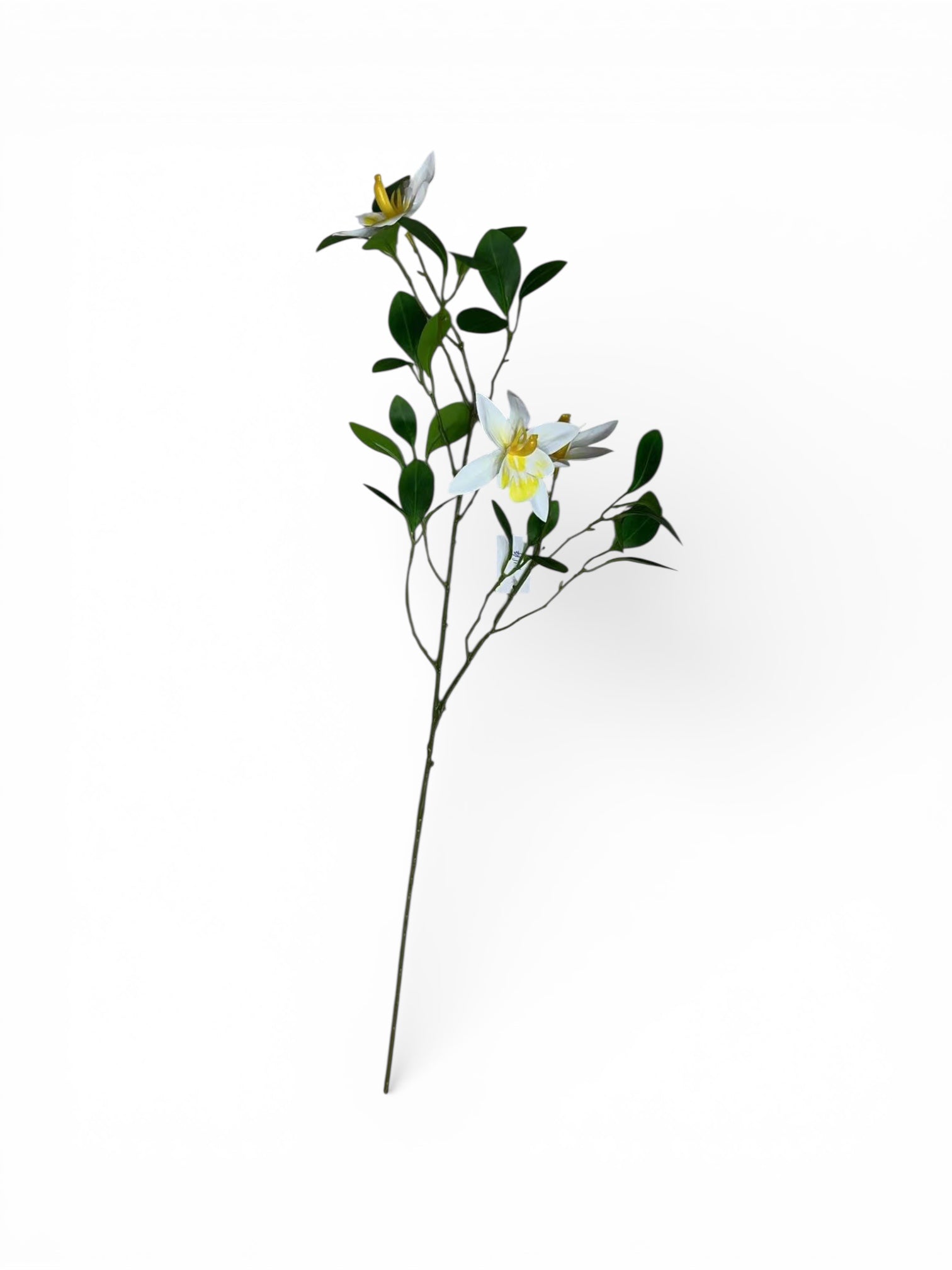 Creanga Exotica Orhidee Salbatica