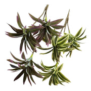 Buchet Frunze Dracena