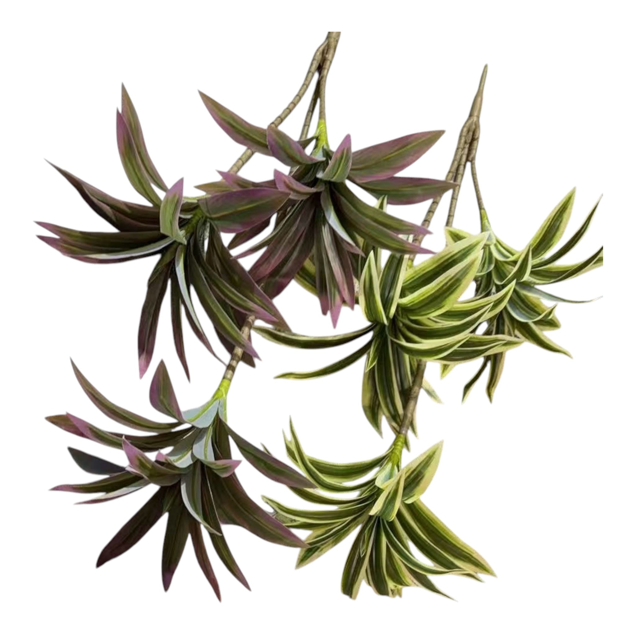 Buchet Frunze Dracena