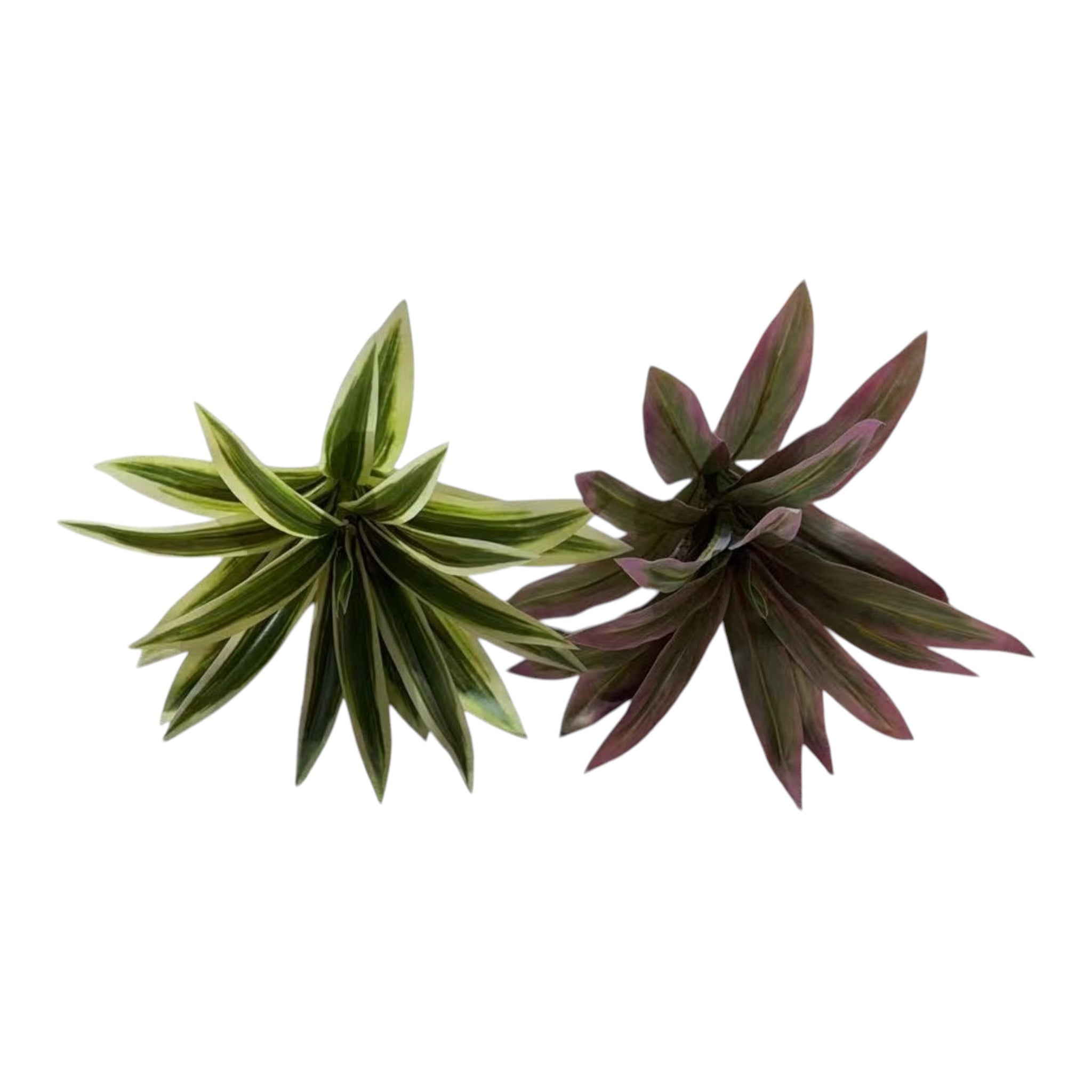 Buchet Frunze De Dracena