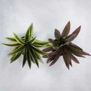 Buchet Frunze De Dracena
