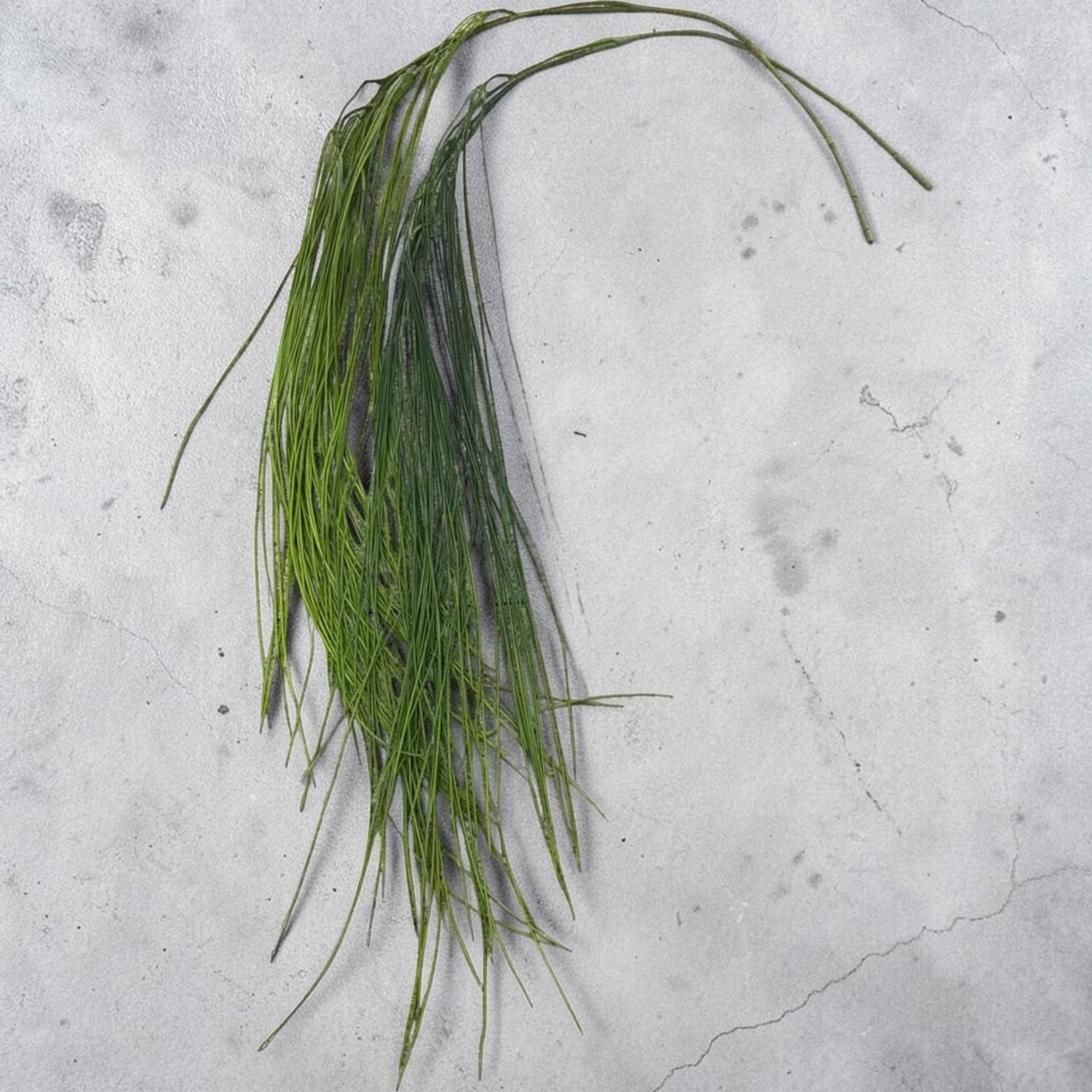 Iarba Curgatoare Decorativa